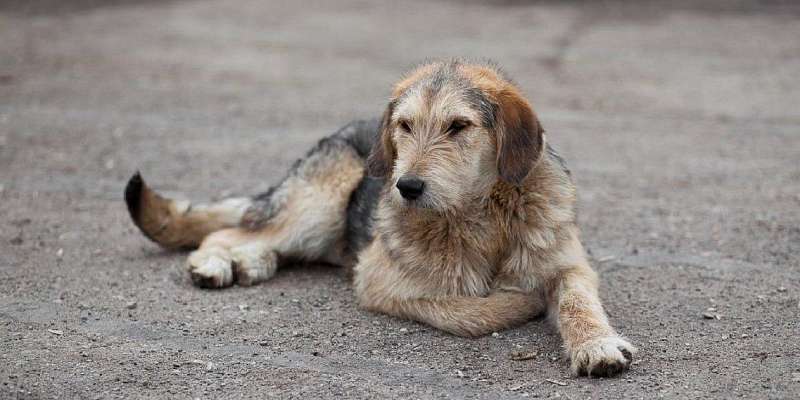 В Орле проигнорировали более 500 заявок жителей на отлов бродячих собак