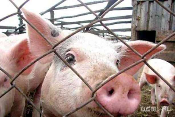 Африканская чума свиней продолжает буйствовать на Орловщине