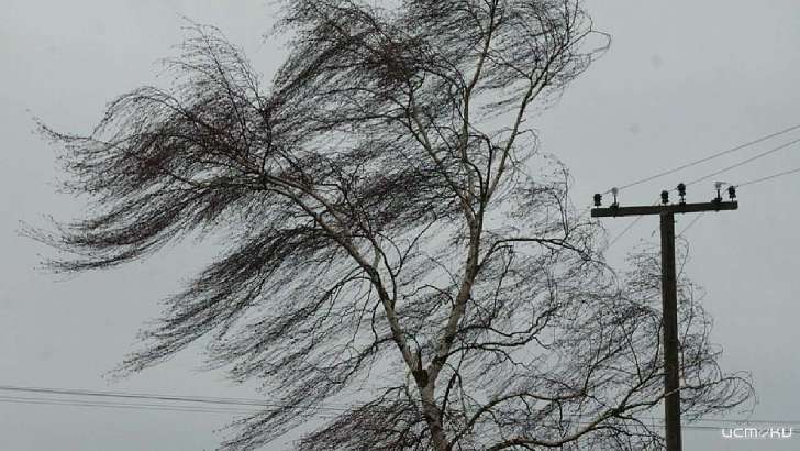 МЧС предупреждает орловчан о порывистом ветре и ночных заморозках