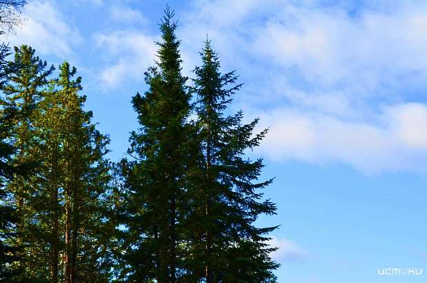В Орловской области планируют восстановить 82 га леса