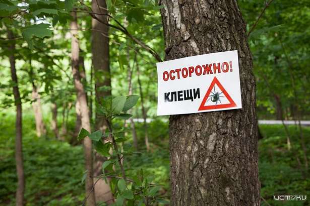 В Орловской области на 10,7% уменьшилось количество укушенных клещами