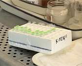 В Орловской области 79 человек пострадали от укусов клещей