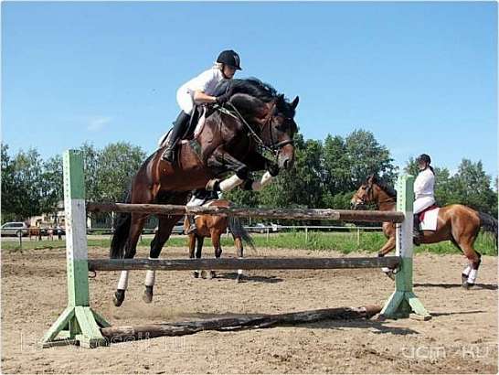 Орловчан приглашают стать зрителями соревнований по конному спорту