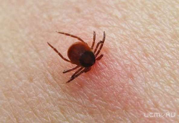 В Орловской области обработали от клещей детские лагеря