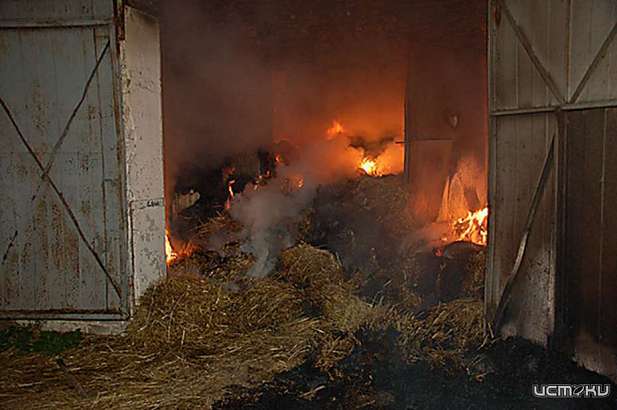 В сарае в Орловском районе заживо сгорели кролики и свиньи