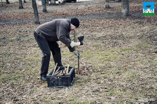 В Орле на набережной в Железнодорожном районе высадят более 100 деревьев