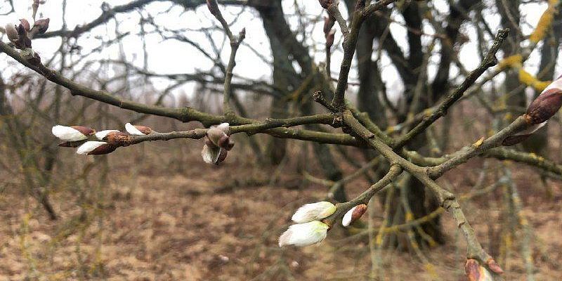 Орловчанин заснял распускающуюся вербу