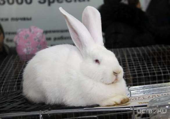 В Орле пройдет выставка-ярмарка голубей, кроликов и породной птицы