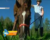 В воскресенье в Орле пройдут соревнования по конному спорту