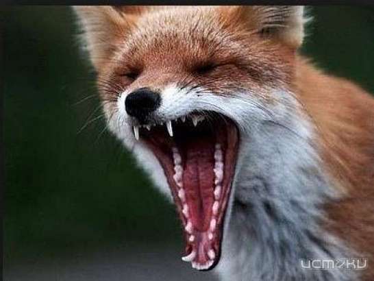 В Ливенском районе бешеная лиса покусала собаку и ее хозяйку 