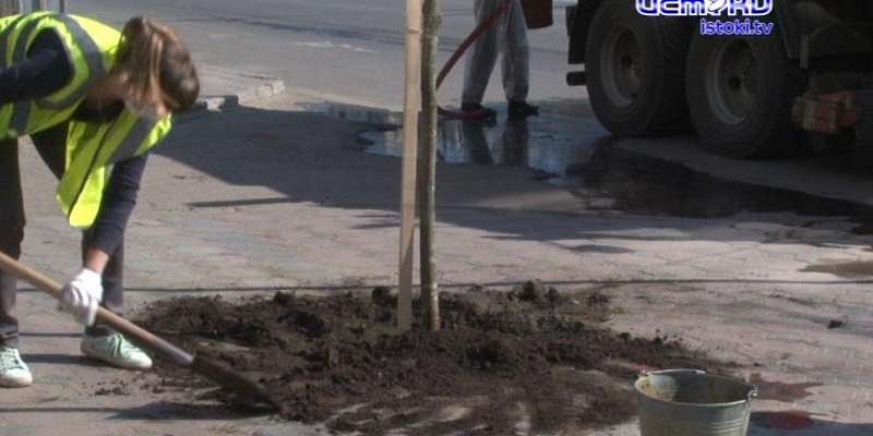 Ноу-хау по выкорчевке пней: в Орле пополняют зеленый фонд липами и рябинами