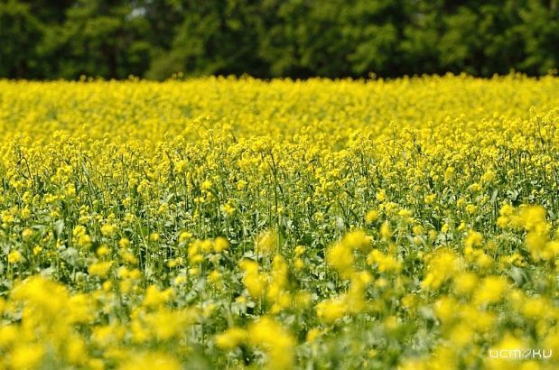 В Орловской области активно идет посевная кампания ярового рапса