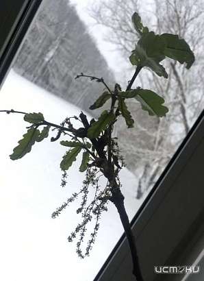 В Орловской области Тургеневский дуб ожил