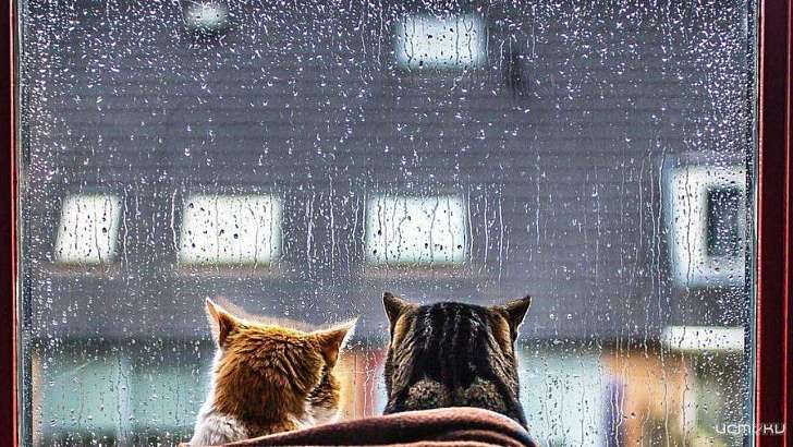 Пятница будет холодной и дождливой