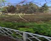 В Орле у КДЦ «Металлург» массово спилили деревья