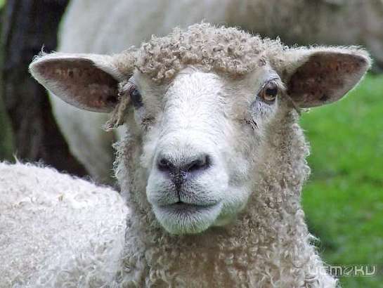 На Орловщине обостряется ситуация с бешенством 