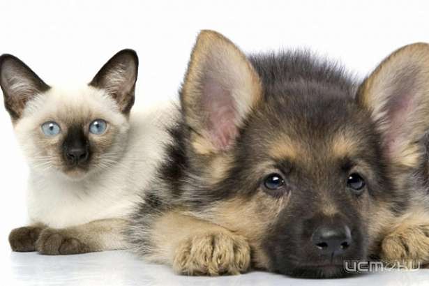 Медиахолдинг «Истоки» проводит конкурс «Братья наши меньшие»!!!