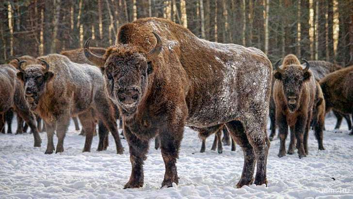 Праздничные выходные в Орловском полесье 