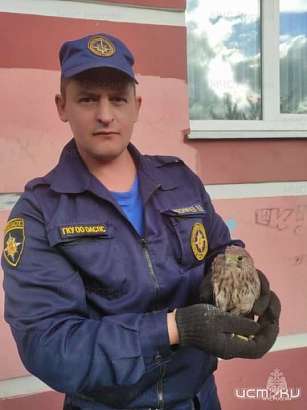 В Орле из западни спасли птицу из семейства соколиных