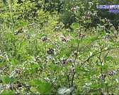 В Орле завершается реконструкция парка Победы. Объект уже прошел приемку, но работы продолжаются