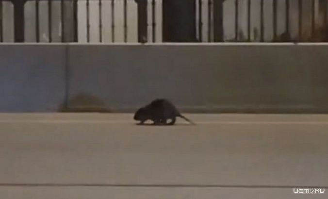 Бобер-путешественник устроил переполох на Красном мосту в Орле