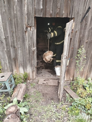 В Ливнах спасатели пришли на помощь собаке, попавшей в беду