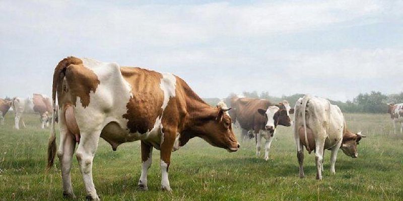 Почти детектив. После исчезновения коров в орловском хозяйстве иск к экс‑директору затормозили в суде