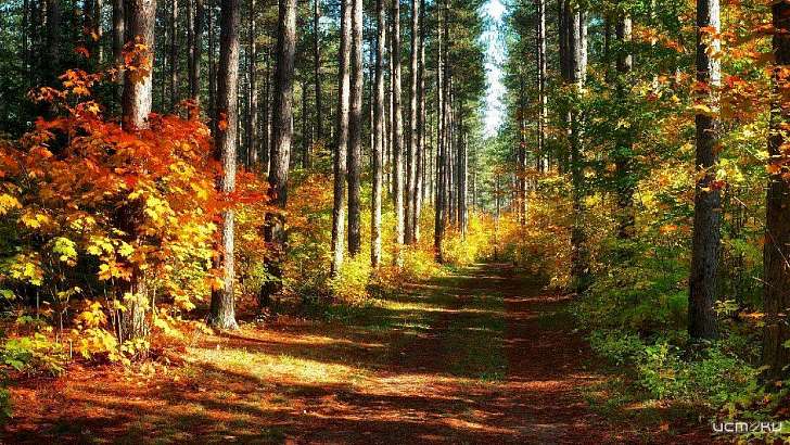 21-летняя девушка заблудилась в лесах Мценского района