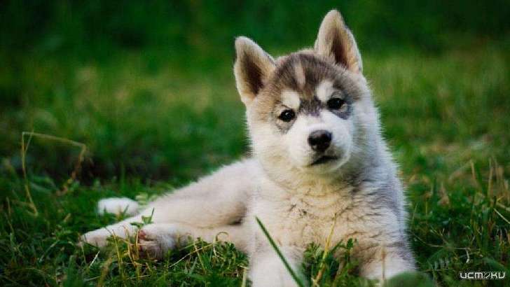 «Разводчик в запое»: мошенники бесплатно предлагают орловчанам щенков хаски