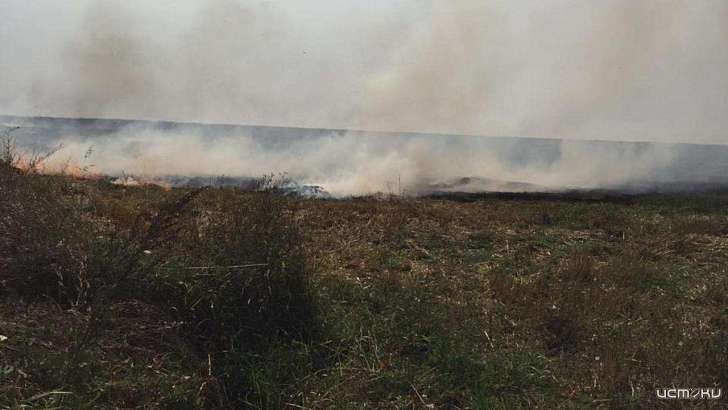 Горят не только костры рябин: на Орловщине огонь уничтожил более 2000 га сухостоя