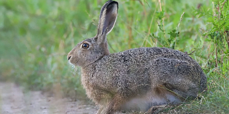  На Орловщине установили солонцы для зайцев