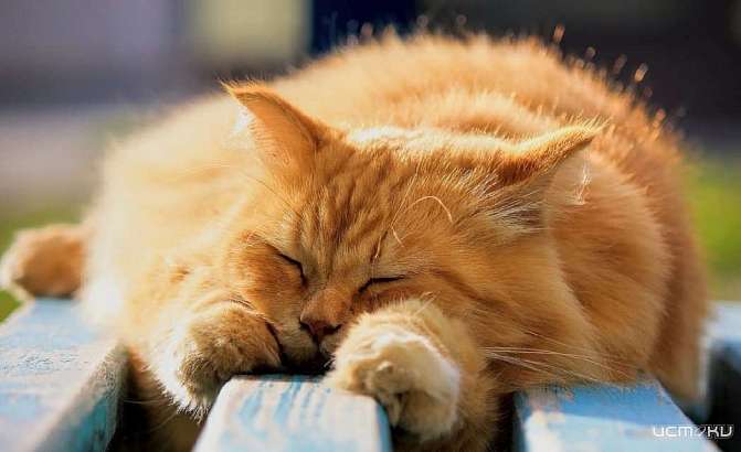 Солнечная и теплая погода ждет сегодня орловчан