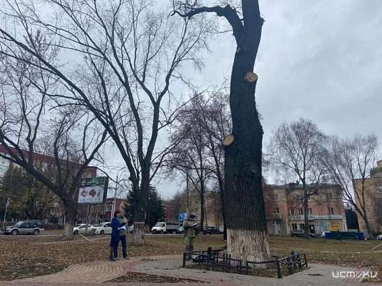 В Орле чиновники ещё не определились, сколько готовы потратить на сохранение дуба на бульваре Победы