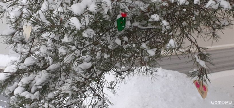 В орловской мэрии рассказали, во сколько обойдутся елки в этом году