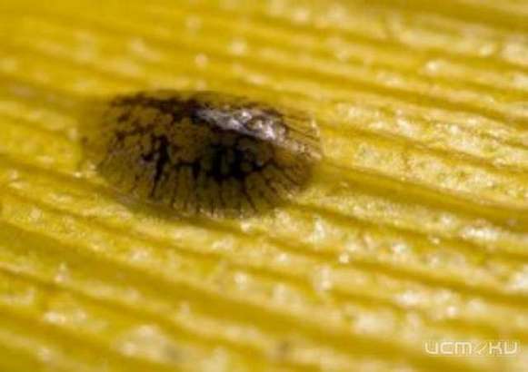 В персиках из Сербии нашли калифорнийскую щитовку