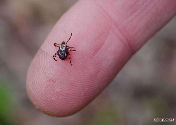 Более 100 жителей Орловской области стали жертвами клещей