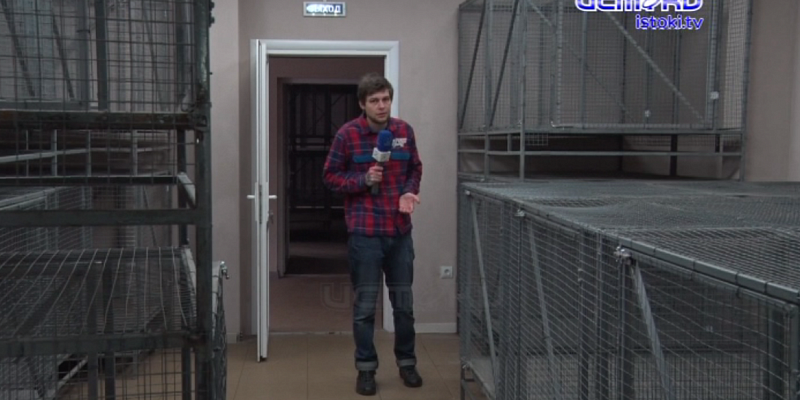 Посещение приюта для животных