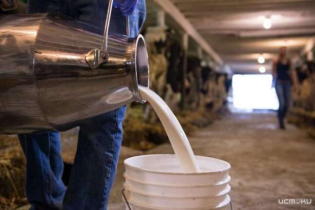 В Орловской области увеличилось производство мяса и молока