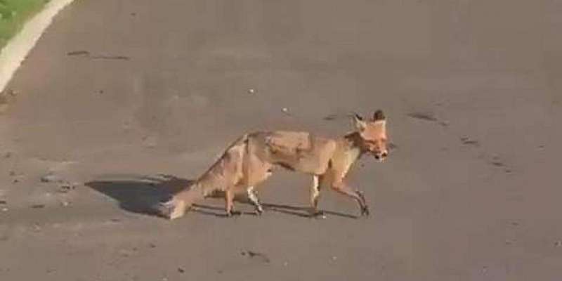 Осторожно: лисы! Во время карантина рыжая хищница решила прогуляться по Орлу