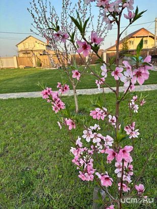 На что надо обращать внимание в посадочном материале?