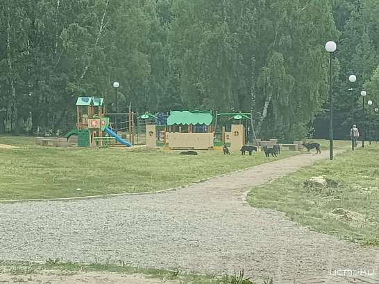 Детскую площадку в Орле «захватили» собаки