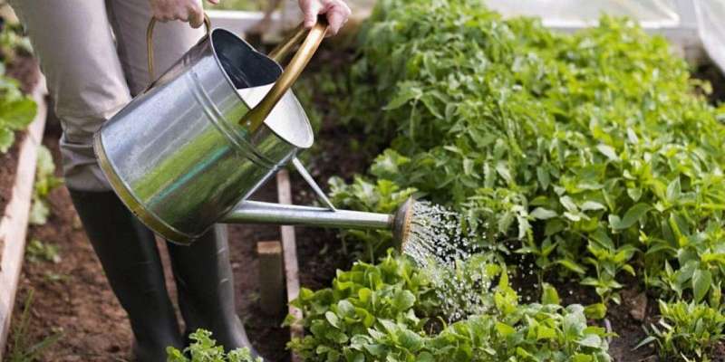 Орловчанам расскажут, как правильно использовать пестициды