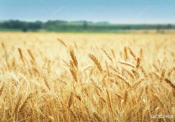 На Орловской земле соберут более 180 тонн зерна