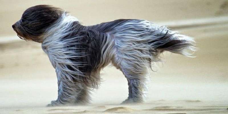 Под конец рабочей недели ветер на Орловщине еще больше усилится