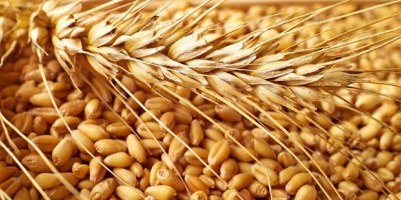 Сколько тонн зерна уже собрано в Орловской области