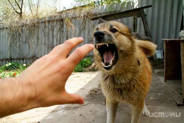 В этом году в Орловской области зафиксировано 19 случаев бешенства среди животных