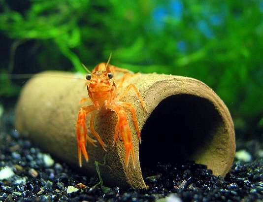 Содержание раков в аквариуме