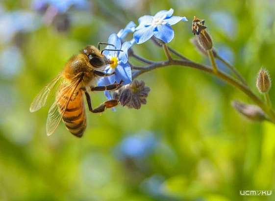 В Орле открылась выставка, посвященная пчеловодству