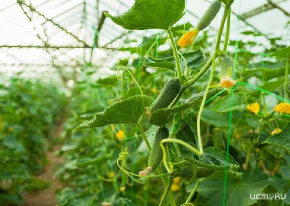 В мае на Орловщине соберут первый урожай огурцов, выращенных в новых теплицах