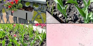 В Орле вандалы оскверняют подготовку к Дню Победы